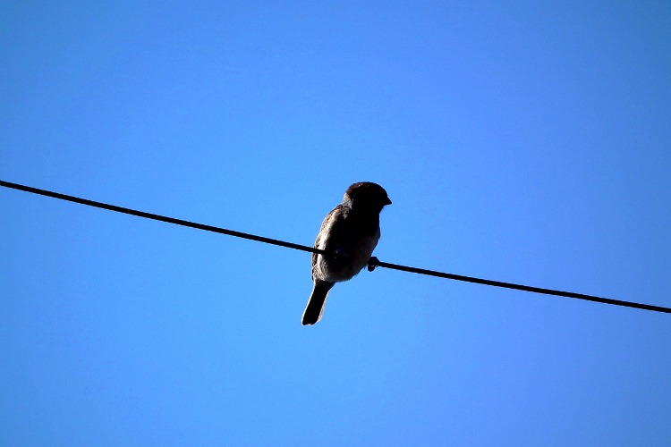 A Sparrow